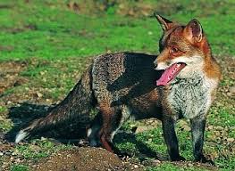 Fox - Game and Wildlife Conservation Trust