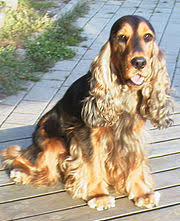 Images have been flipped to provide a left and right earring. English Cocker Spaniel Wikipedia