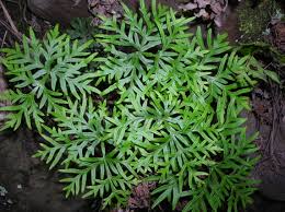 Image result for Doryopteris