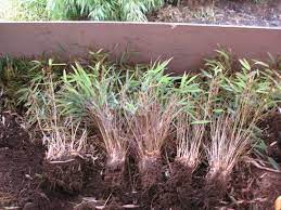 I've been missing your column in the slantinel. How To Propagate Bamboo Bamboo Co Op
