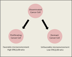 Though more time in remission can mean a lesser chance of recurrence, some patients experience recurrence years after beating their initial diagnosis. Cancer Dormancy Wikipedia