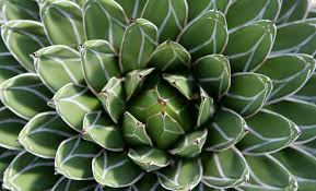Los cactus son hermosas plantas exóticas que se tienen con facilidad en los hogares, mucho se ha hablado de las buenas vibras que aportan, sin embargo, según la filosofía del feng shui, hay que tener mucho cuidado con la ubicación de estas plantas, pues sus espinas pueden romper con la. Los Cactus Dan Mala Suerte Cuidado Si Tienes Uno En Casa