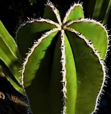 Image result for Lophocereus marginatus