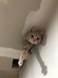 We did not find results for: Your Privacy Isn T Safe From Ceiling Cat In 2020 Aww