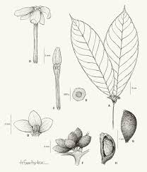 Image result for Landolphia incerta