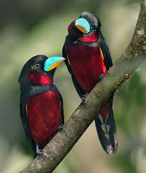 Birds Of Prey Wikipedia Indonesia Pin On Birds In The World