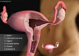 Trompele se deschid în uter, organ asemănător unui sac. InflamaÅ£ia Anexelor Uterine Anexita Ooforita Salpingita Salpingooforita InflamaÅ£ia Ovarelor Si A Trompelor Uterine Descrierea DetaliatÄ A Problemei Si RÄspunsuri La Cele Mai Importante IntrebÄri Sitemedical Ro