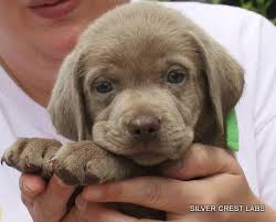 Silver Labrador Puppies For Sale Texas Charcoal Labrador Puppies Texas Silver Labrador Puppies Labrador Puppy Labrador Puppies For Sale