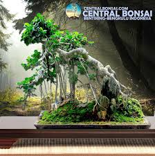 Tips Mengolah Bakalan Bonsai Gaya Miring Shakan Slanting