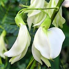 Image result for Sesbania grandiflora