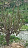 Image result for Rhaptopetalum evrardii