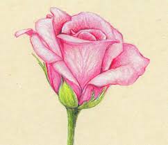 Find deals on products in edu. Drawing Realistic Flower Drawing Colour Pencil