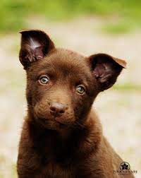 Australian Kelpie Puppy Australian Kelpie Dog Australian Kelpie Puppies