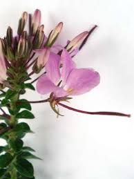 Image result for Cleome oxyphylla