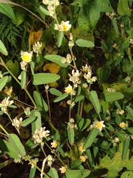 Image result for Sida chrysantha