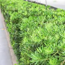 Image result for Podocarpus
