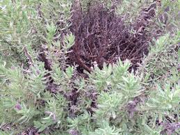 I bought a small pot of lavender (lavandula stoechas) only 1 week ago, and watered sparingly as per general advice found on the internet. Spanish Lavender Dying From The Center