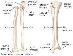Human body limb bone arm scapula anatomy organ vector. Forearm Anatomy Britannica