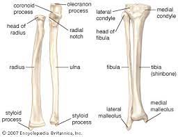 It is composed of 300 bones at birth, but later decreases to 80 bones in the axial skeleton and 126 bones in the appendicular skeleton. Forearm Anatomy Britannica