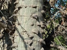 Image result for Acacia nigrescens