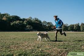 Give the dog boiled white rice or white meat free of skin or bones until the dog defecates normal feces. 3 Ways To Make Your Dog Drink Water Wikihow