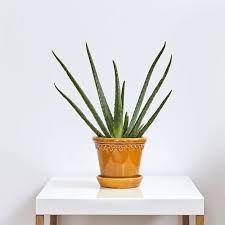 21 Vastu Plant To Bring Prosperity Peace And Good Luck At Home Plants Indoor Plants Aloe Vera Plant
