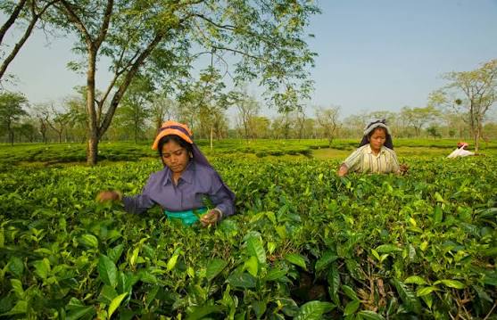 Two Leaves and the Birds: Notes from Tea Gardens of the Dooars
