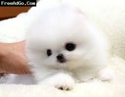 Maybe you would like to learn more about one of these? Texas Cute Females Teacup Pomeranian Puppies Dallas Dogs Pomeranian Puppy Teacup Pomeranian Puppy Pomeranian Facts