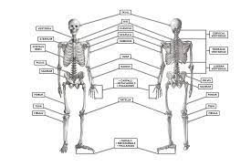 The term musculoskeletal system includes two major and different subsystems which are the muscular system and the skeletal system. Crossfit The Skeleton Anterior And Posterior Views