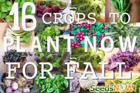 The early fall is believed to be the best time for planting grass seed. 16 Crops To Plant Now For Fall Seedsnow Com