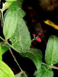 Image result for Crossopetalum