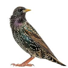 Many migratory birds looking to put down roots for the warmer months get territorial. How To Get Rid Of Birds Updated For 2020