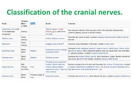 anatomy nazeen batch cranial nerves