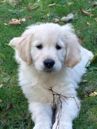 We did not find results for: Golden Retriever Puppies For Sale Southern Wisconsin