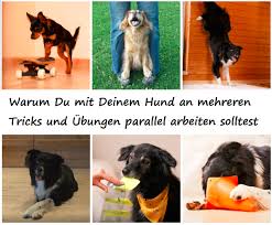 Weitere ideen zu tricks für hunde, hunde, hundetricks. Mehrere Hundetricks Lernen Und Dadurch Mehr Spass Und Erfolg Im Training Auch Mit Zappelhunden Und Energiesparmodellen Anja Jakob
