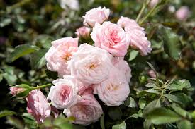Check spelling or type a new query. New Garden Roses The Drift Series Finegardening