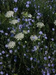 Pin On Gardening