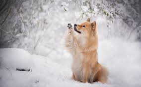 Hintergrundbilder Winter Tiere Hintergrundbilder 1920x1080 Full Hd Desktop Hintergrund Hd 1080p