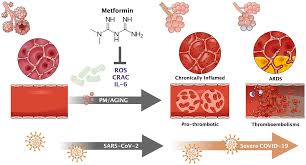 Aging Metformin And Sars Cov 2 Mechanistic Lessons On Air Pollution To Weather The Cytokine Thrombotic Storm In Covid 19 Full Text