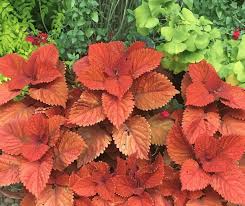Image result for Coleus foliatus