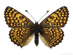 Image result for Melitaea cinxia