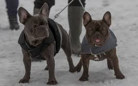 Frankie blue eyes is a spunky little boy. French Bulldog Owners Should Expect Lifetime Of Expensive Vets Bills Warns Royal Veterinary College