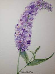 Watercolor By Tisha Sheldon Butterfly Bush Flower Drawing Floral Watercolor Bush Drawing