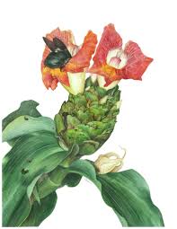 Image result for Costus afer