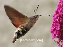 We did not find results for: Fruczak Golabek Hummingbird Hawk Moth Slow Motion Youtube