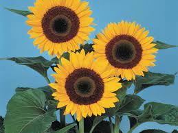 Pin On Sunflowers