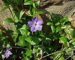 Found a stem on a variegated vinca which was all pale creamy yellow. Pin On Propigateing Plants