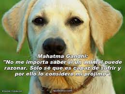 Día mundial del perro tú no lo hagas: Imagenes Del Dia Mundial Del Perro Callejero Con Frases Informacion Imagenes
