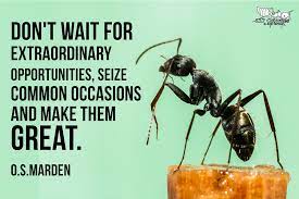 Pin On Ant Motivation