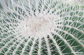 Learn how to grow cactus plants in pots and know what is the best potting mix for cactus plants. Golden Barrel Cactus Echinocactus Grusonii Plant How To Care Plantopedia